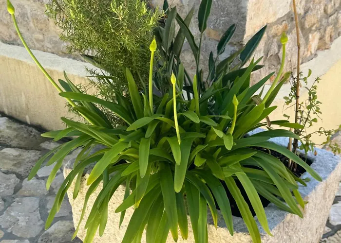 Mediterranes Ferienhaus M. Terrasse